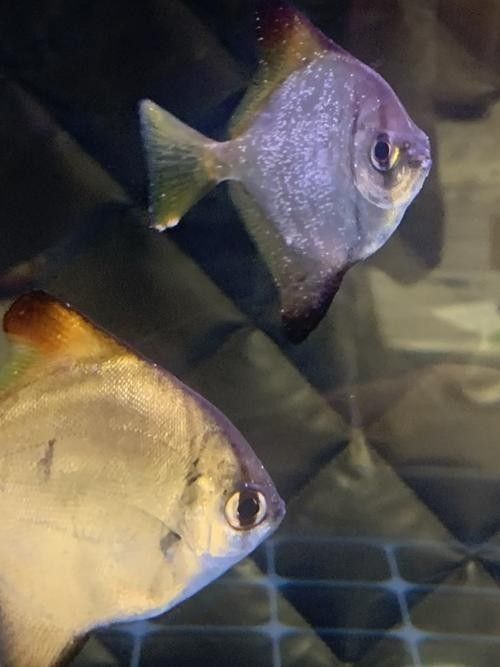 黃鰭鯧魚可以和龍魚混養(yǎng)嗎圖片視頻