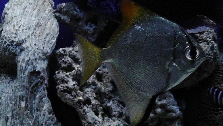 黃鰭鯧魚可以和龍魚混養(yǎng)嗎圖片視頻