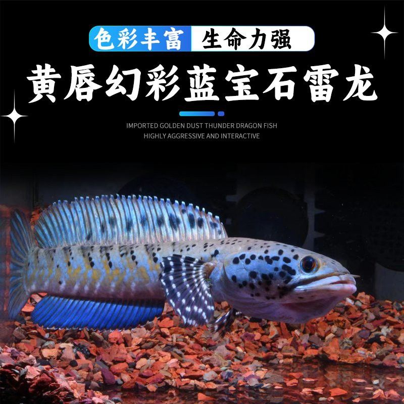 推薦幾家信譽良好的雷龍魚供應商 推薦幾家信譽良好的雷龍魚供應商 龍魚百科 第9張