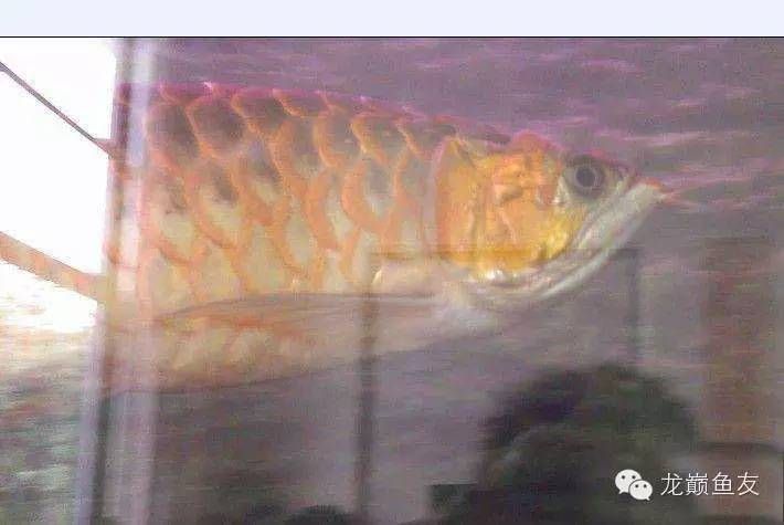 龍魚怎么打包發貨給別人看：順豐速運活體運輸流程介紹，龍魚長途運輸存活率提升方法