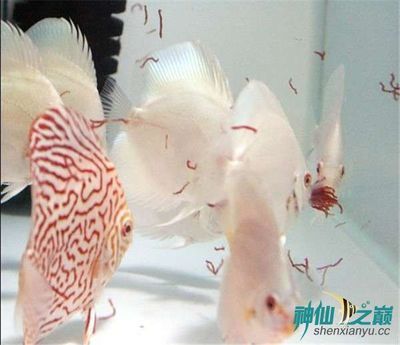 七彩龍魚的飼養方法：七彩雷龍魚的最大體長一般不會超過20厘米 七彩龍魚的飼養方法：七彩雷龍魚的最大體長一般不會超過20厘米 龍魚百科 第1張