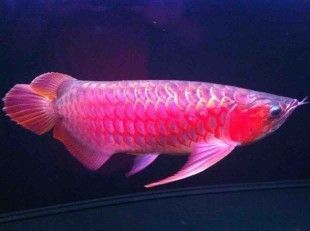 養(yǎng)龍魚(yú)視頻講座內(nèi)容：養(yǎng)龍魚(yú)的視頻講座主要包括以下幾個(gè)方面