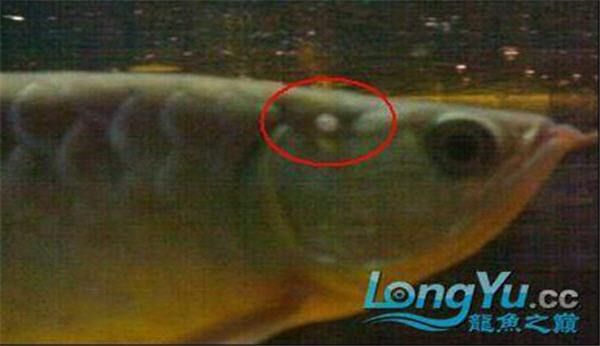 如何判斷龍魚鰓蓋水泡是否好轉(zhuǎn)？ 如何判斷龍魚鰓蓋水泡是否好轉(zhuǎn)？ 龍魚百科 第9張