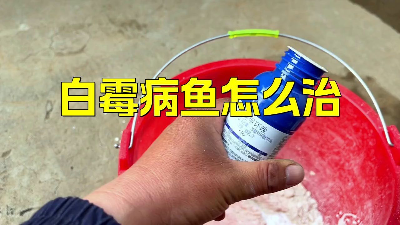 龍魚白霉病多久能治好？