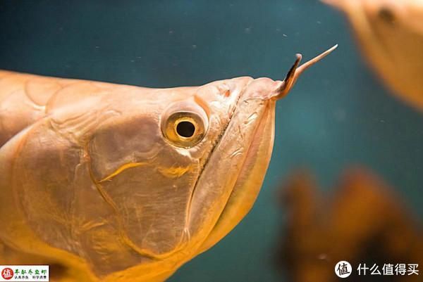 養龍魚需要造浪么（養龍魚時使用造浪泵可以帶來一定的益處，但并不建議開啟）