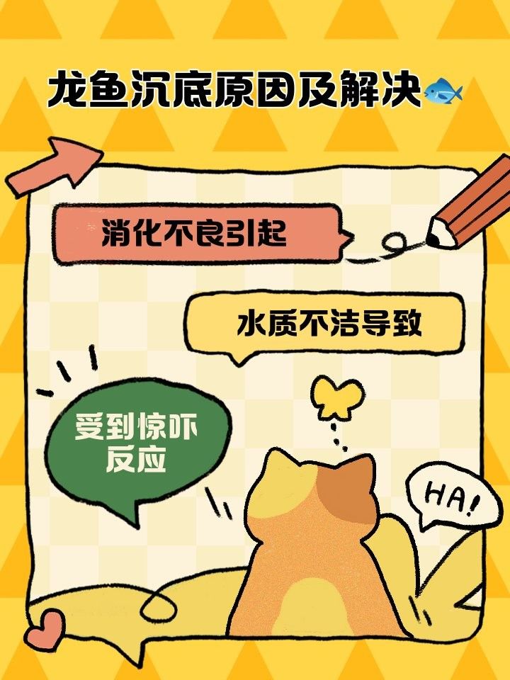 龍魚沉底后如何喂食？ 龍魚沉底后如何喂食？ 龍魚百科 第1張