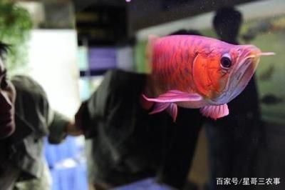 紅龍金龍魚價格走勢圖最新：\"紅龍金龍魚價格走勢圖最新\"