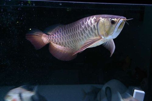 高背金龍魚視頻大全圖片 龍魚百科 第18張 高背金龍魚視頻大全圖片 高背金龍魚視頻大全圖片 龍魚百科 第18張