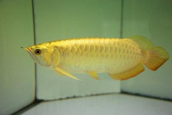 高背金龍魚視頻大全圖片 龍魚百科 第7張 高背金龍魚視頻大全圖片 高背金龍魚視頻大全圖片 龍魚百科 第7張