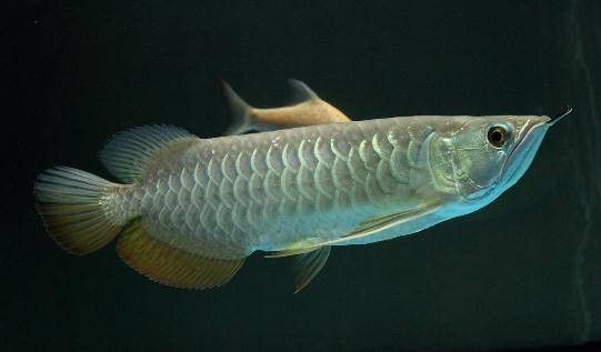 高背金龍魚視頻大全圖片 龍魚百科 第11張 高背金龍魚視頻大全圖片 高背金龍魚視頻大全圖片 龍魚百科 第11張