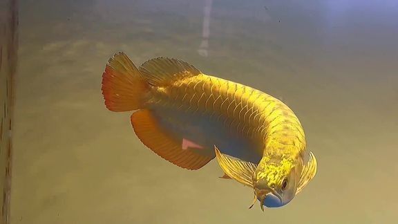 高背金龍魚視頻大全圖片 高背金龍魚視頻大全圖片 龍魚百科 第24張