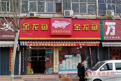 金龍魚加盟費多少錢一個月：金龍魚加盟成功案例分析金龍魚加盟條件詳解