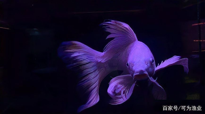 蝴蝶鯉魚能和龍魚混養嗎 蝴蝶鯉魚能和龍魚混養嗎 龍魚百科 第3張