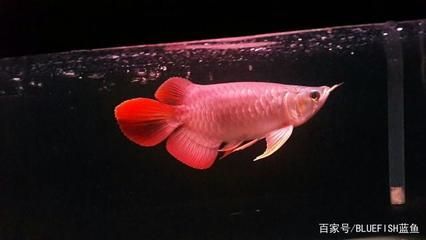 武吉美拉龍魚沒珠:如何判斷武吉美拉龍魚是否真正過背 龍魚百科 第3張 武吉美拉龍魚沒珠:如何判斷武吉美拉龍魚是否真正過背 武吉美拉龍魚沒珠:如何判斷武吉美拉龍魚是否真正過背 龍魚百科 第3張