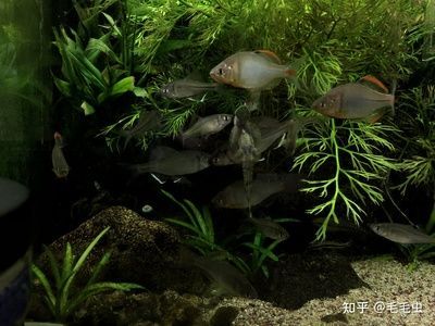 雷龍魚糧可以喂給蘭壽嗎：關于“雷龍魚糧是否可以喂給蘭壽”的查詢當前無法直接提供具體信息