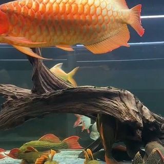 紅龍魚缸的最佳水位（紅龍魚缸水位多少合適）