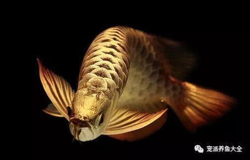 龍魚病了的說說搞笑：關(guān)于龍魚病了的搞笑說說