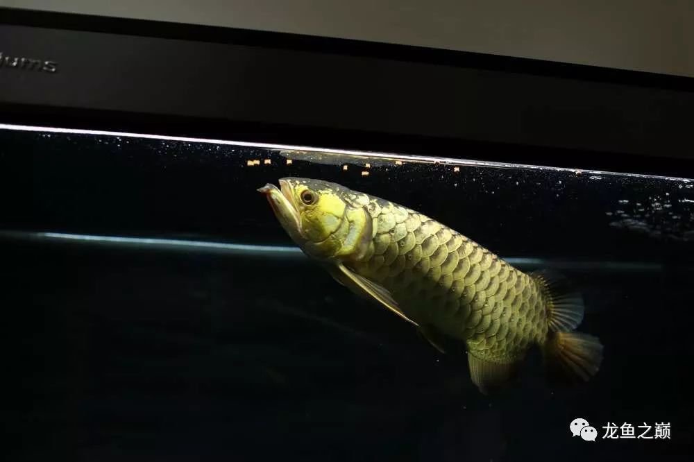 龍魚每天都要喂嗎為什么：龍魚每天都要喂嗎 龍魚每天都要喂嗎為什么：龍魚每天都要喂嗎 龍魚百科 第2張