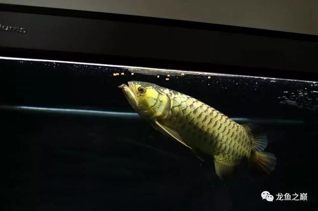 龍魚每天都要喂嗎為什么：龍魚每天都要喂嗎 龍魚每天都要喂嗎為什么：龍魚每天都要喂嗎 龍魚百科 第3張