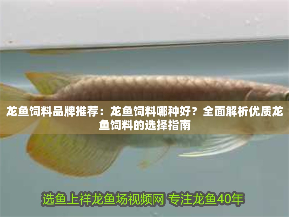 龍魚飼料品牌推薦：龍魚飼料哪種好？全面解析優質龍魚飼料的選擇指南