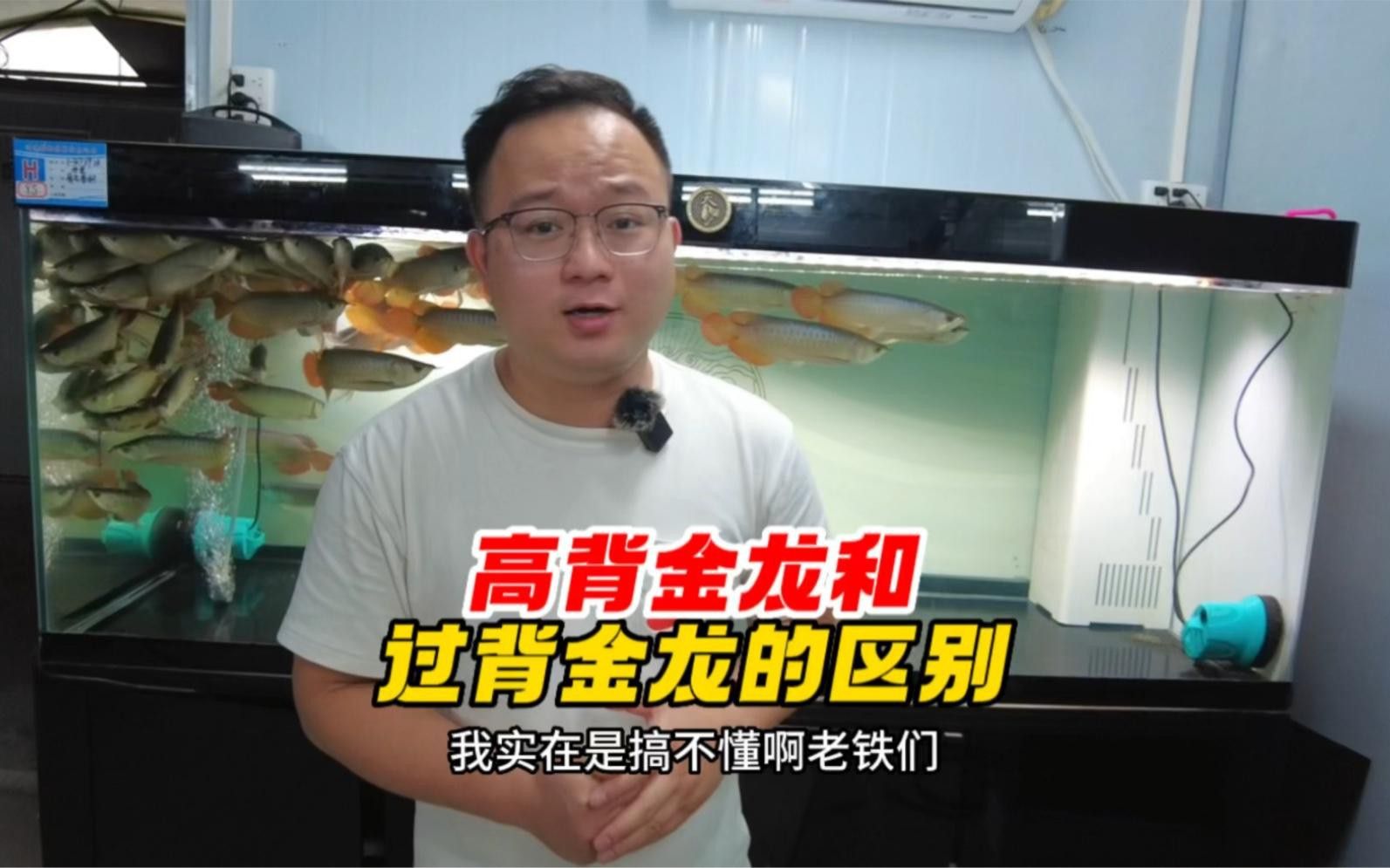 如何飼養金頭過背金龍？ 如何飼養金頭過背金龍？ 龍魚百科 第6張