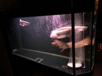 龍魚用多寬的缸養(yǎng)比較好：龍魚養(yǎng)殖缸寬度應(yīng)在60厘米以上，最佳寬度應(yīng)在60厘米以上