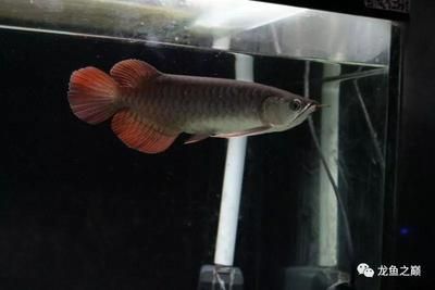龍魚(yú)怎么喂小魚(yú):龍魚(yú)喂食小魚(yú)時(shí)需要注意幾個(gè)要點(diǎn)確保魚(yú)缸足夠大 龍魚(yú)百科 第3張 龍魚(yú)怎么喂小魚(yú):龍魚(yú)喂食小魚(yú)時(shí)需要注意幾個(gè)要點(diǎn)確保魚(yú)缸足夠大 龍魚(yú)怎么喂小魚(yú):龍魚(yú)喂食小魚(yú)時(shí)需要注意幾個(gè)要點(diǎn)確保魚(yú)缸足夠大 龍魚(yú)百科 第3張