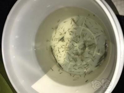 龍魚(yú)怎么喂小魚(yú):龍魚(yú)喂食小魚(yú)時(shí)需要注意幾個(gè)要點(diǎn)確保魚(yú)缸足夠大 龍魚(yú)百科 第5張 龍魚(yú)怎么喂小魚(yú):龍魚(yú)喂食小魚(yú)時(shí)需要注意幾個(gè)要點(diǎn)確保魚(yú)缸足夠大 龍魚(yú)怎么喂小魚(yú):龍魚(yú)喂食小魚(yú)時(shí)需要注意幾個(gè)要點(diǎn)確保魚(yú)缸足夠大 龍魚(yú)百科 第5張