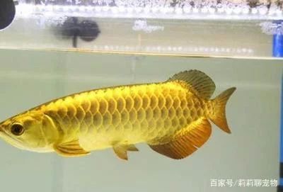 龍魚多久能適應(yīng)新環(huán)境：龍魚多久適應(yīng)新環(huán)境