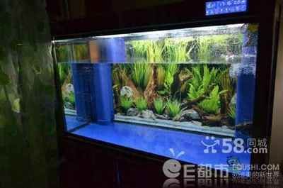 一米八的魚缸龍魚能長多大：一米八的魚缸龍魚能長多大，養(yǎng)龍魚需要多大的魚缸尺寸 一米八的魚缸龍魚能長多大：一米八的魚缸龍魚能長多大，養(yǎng)龍魚需要多大的魚缸尺寸 龍魚百科 第2張