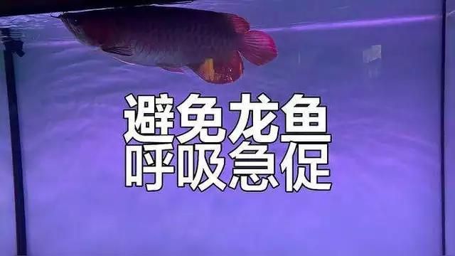 龍魚呼吸急促有哪些常見原因