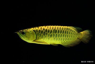 龍魚停電能挺幾小時（魚缸停電對龍魚的影響取決于停電時長和飼養者的應對措施）