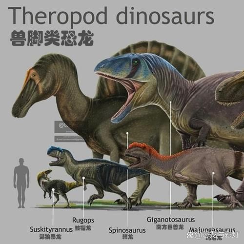 恐龍王公母的圖片對比