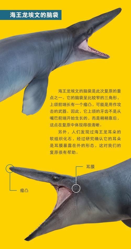 恐龍王公母的圖片對比