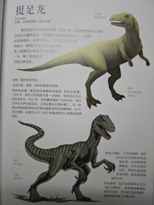 恐龍王公母的圖片對比