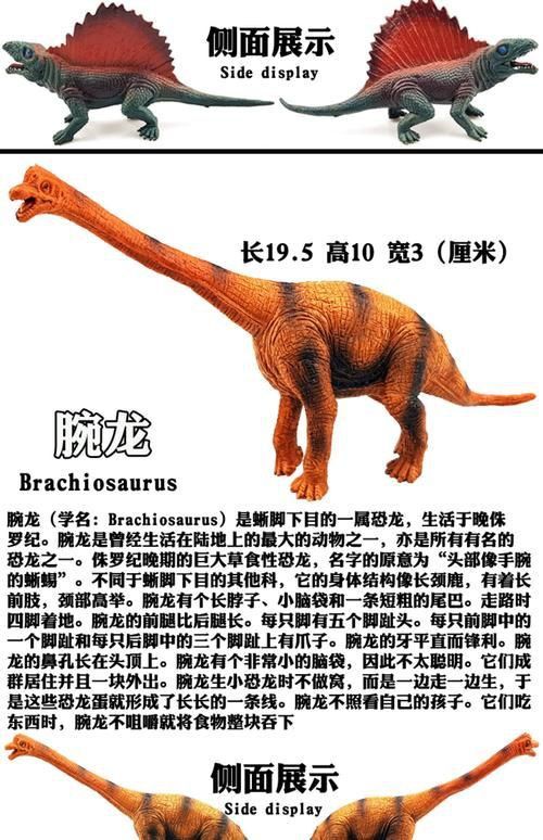 恐龍王公母的圖片對比