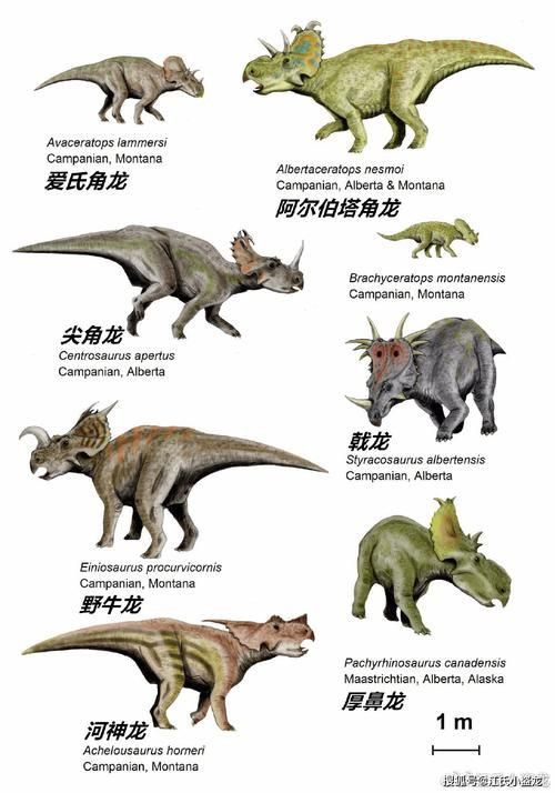 恐龍王公母的圖片對比