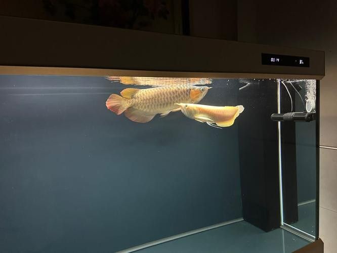 紅龍魚(yú)混養(yǎng)的最佳搭配有哪些 紅龍魚(yú)混養(yǎng)的最佳搭配有哪些 龍魚(yú)百科 第3張