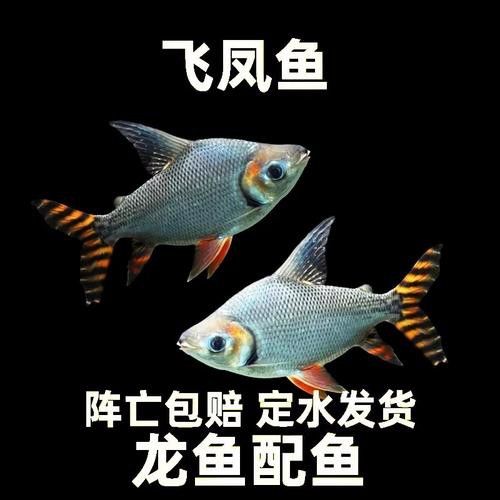 紅龍魚(yú)混養(yǎng)的最佳搭配有哪些 紅龍魚(yú)混養(yǎng)的最佳搭配有哪些 龍魚(yú)百科 第2張