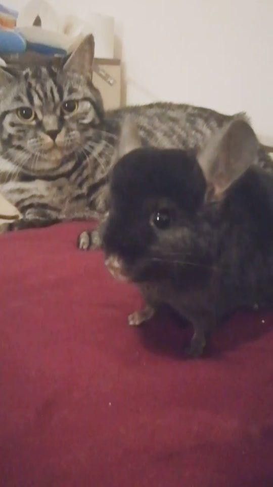 有哪些貓與龍貓共養的案例？