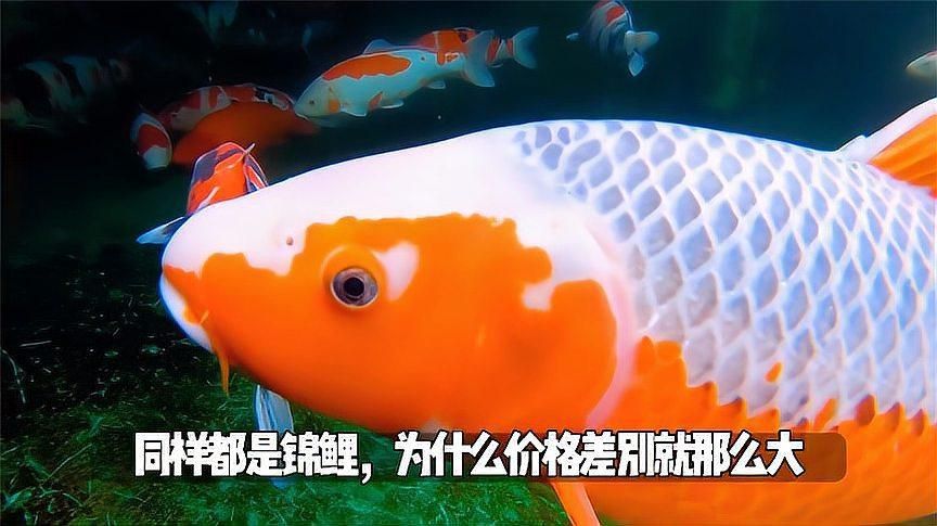 錦鯉別甲屬于什么檔次
