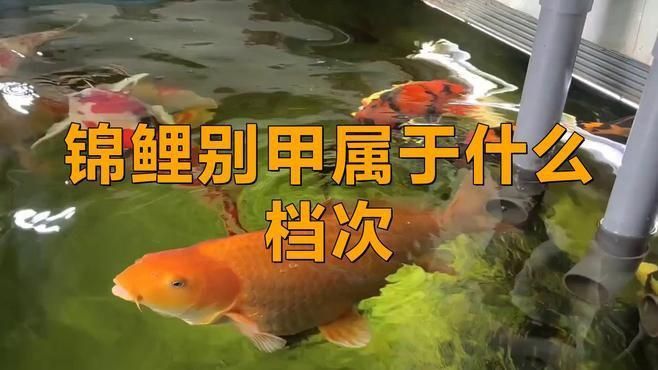 錦鯉別甲屬于什么檔次