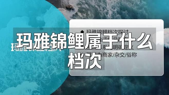 錦鯉別甲屬于什么檔次