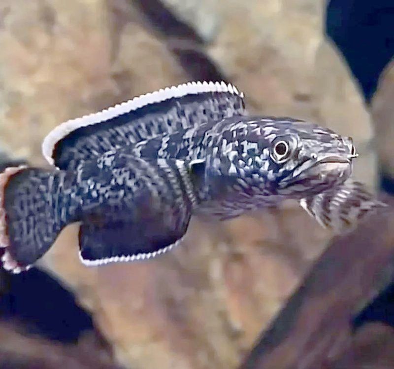 如何調節雷龍魚的水質？