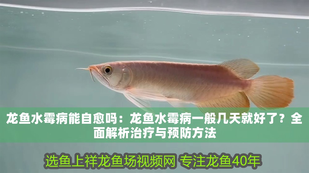 龍魚水霉病能自愈嗎：龍魚水霉病一般幾天就好了？全面解析治療與預(yù)防方法