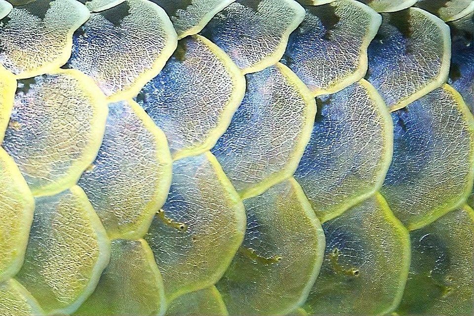 龍魚(yú)黑鱗病和立鱗病的區(qū)別 龍魚(yú)黑鱗病和立鱗病的區(qū)別 龍魚(yú)百科 第2張