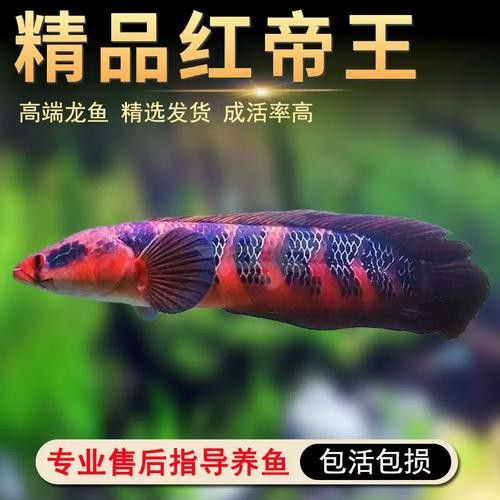 紅帝王雷龍魚怎么區分真假圖片