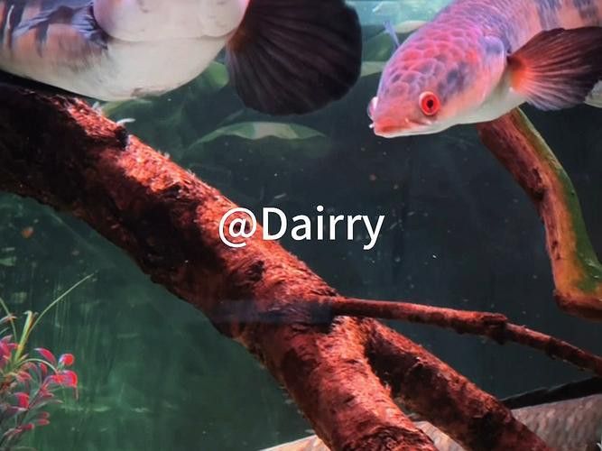 紅帝王雷龍魚怎么區分真假圖片