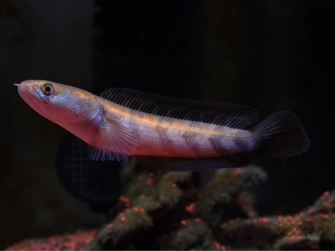 紅帝王雷龍魚怎么區分真假圖片
