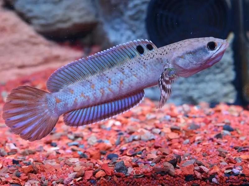 紅帝王雷龍魚怎么區分真假圖片